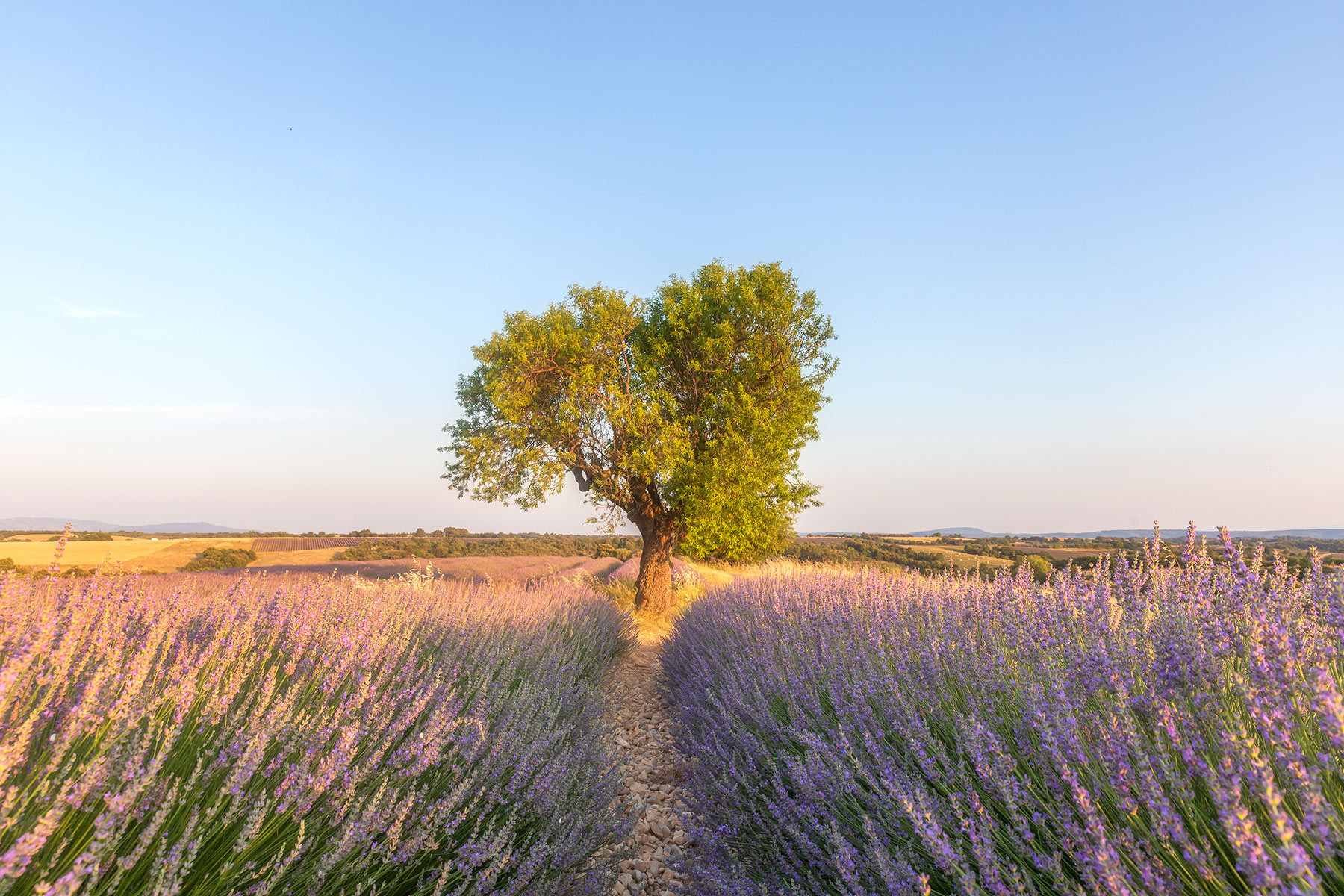 amandier sur le plateau de valensole