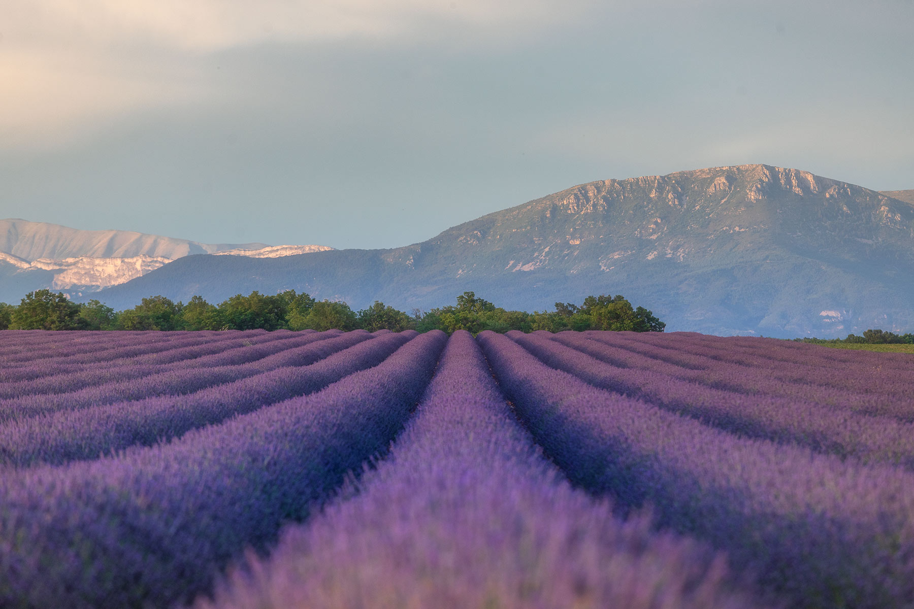 champ de lavandin en fleurs sur le plateau de valensole
