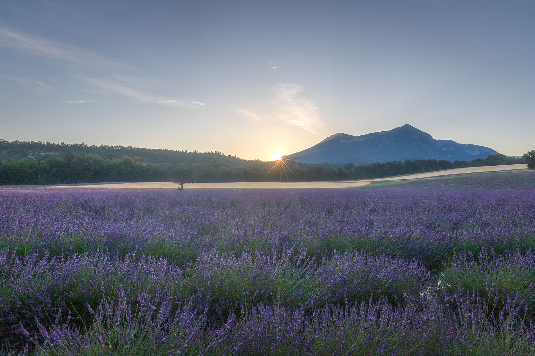 le pays dignois pendant la floraison de la lavande