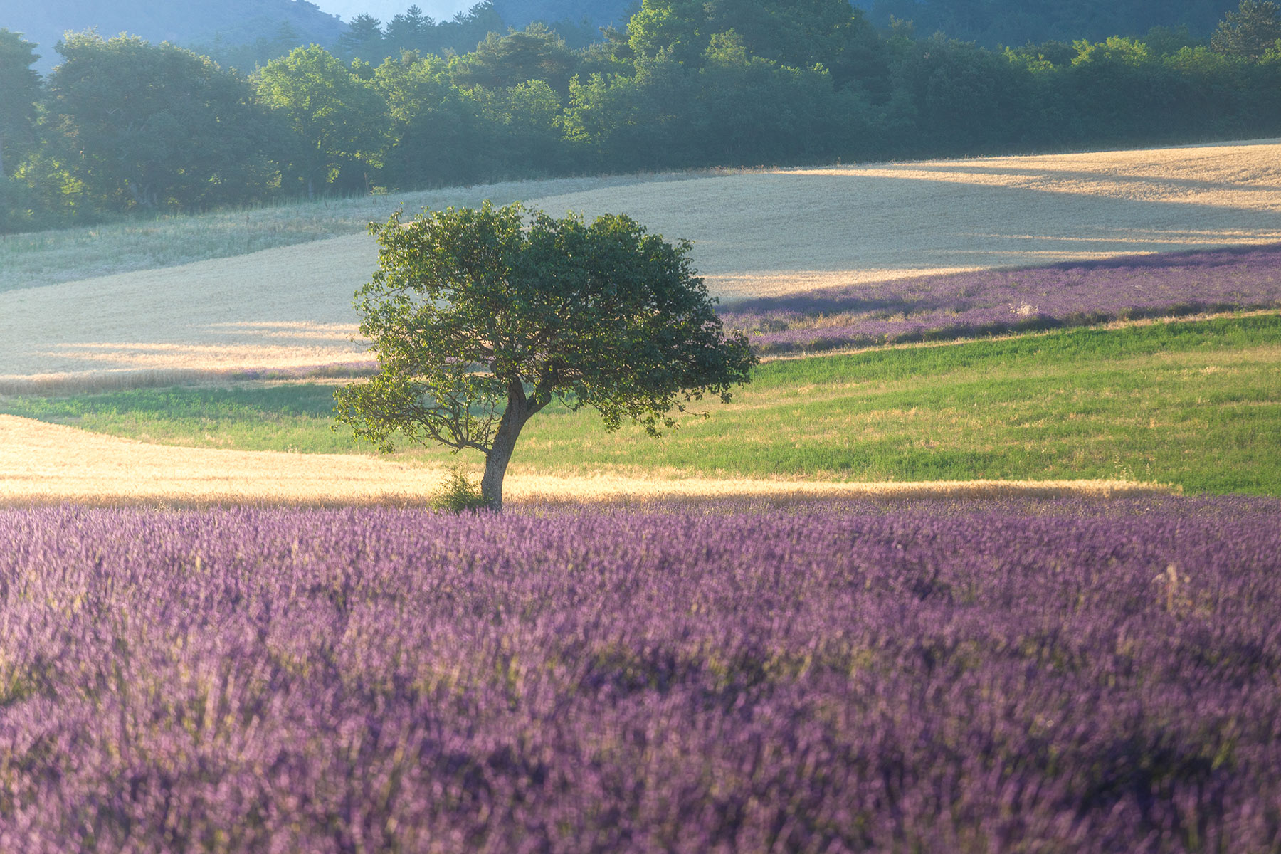 amandier au milieu d'un champ de lavandin