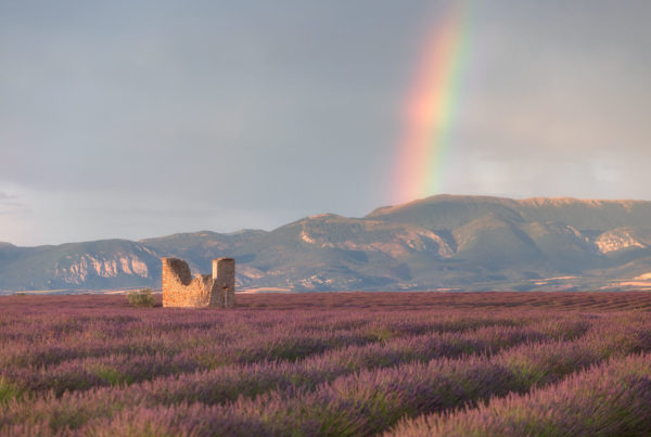 le plateau de Valensole dans les Alpes de Haute-Provence