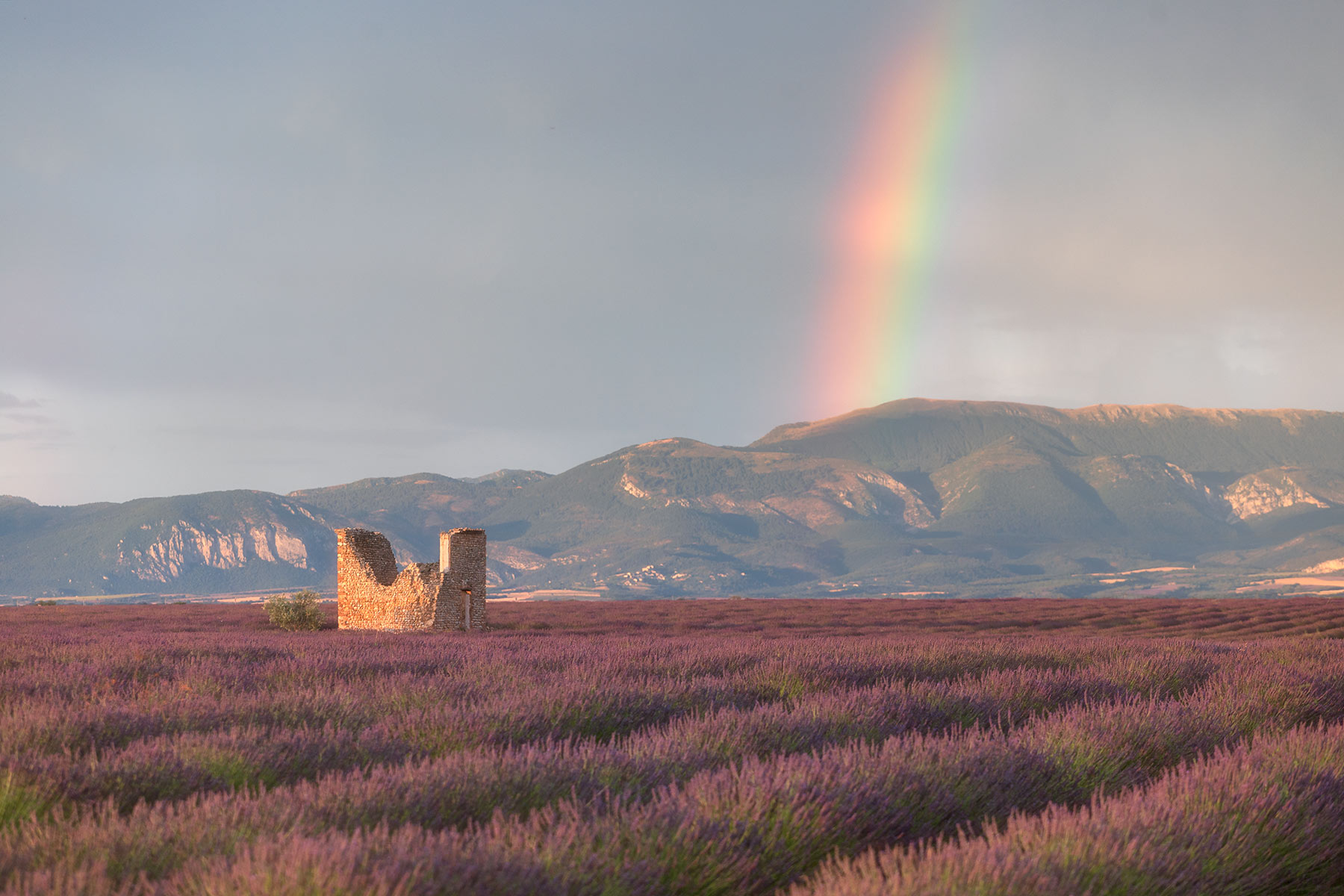 le plateau de Valensole dans les Alpes de Haute-Provence