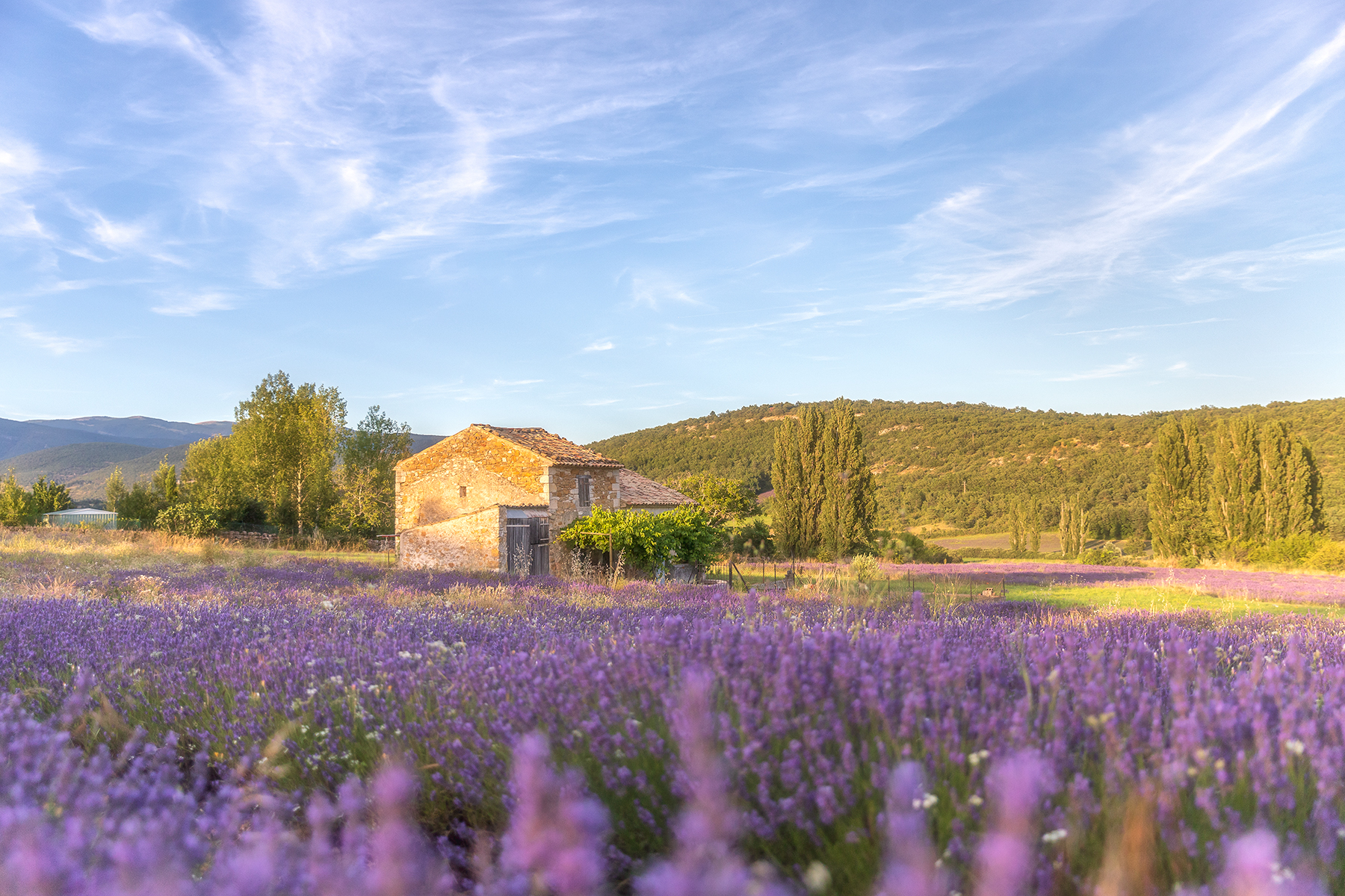 cabanon au coucher du soleil et lavande en fleurs