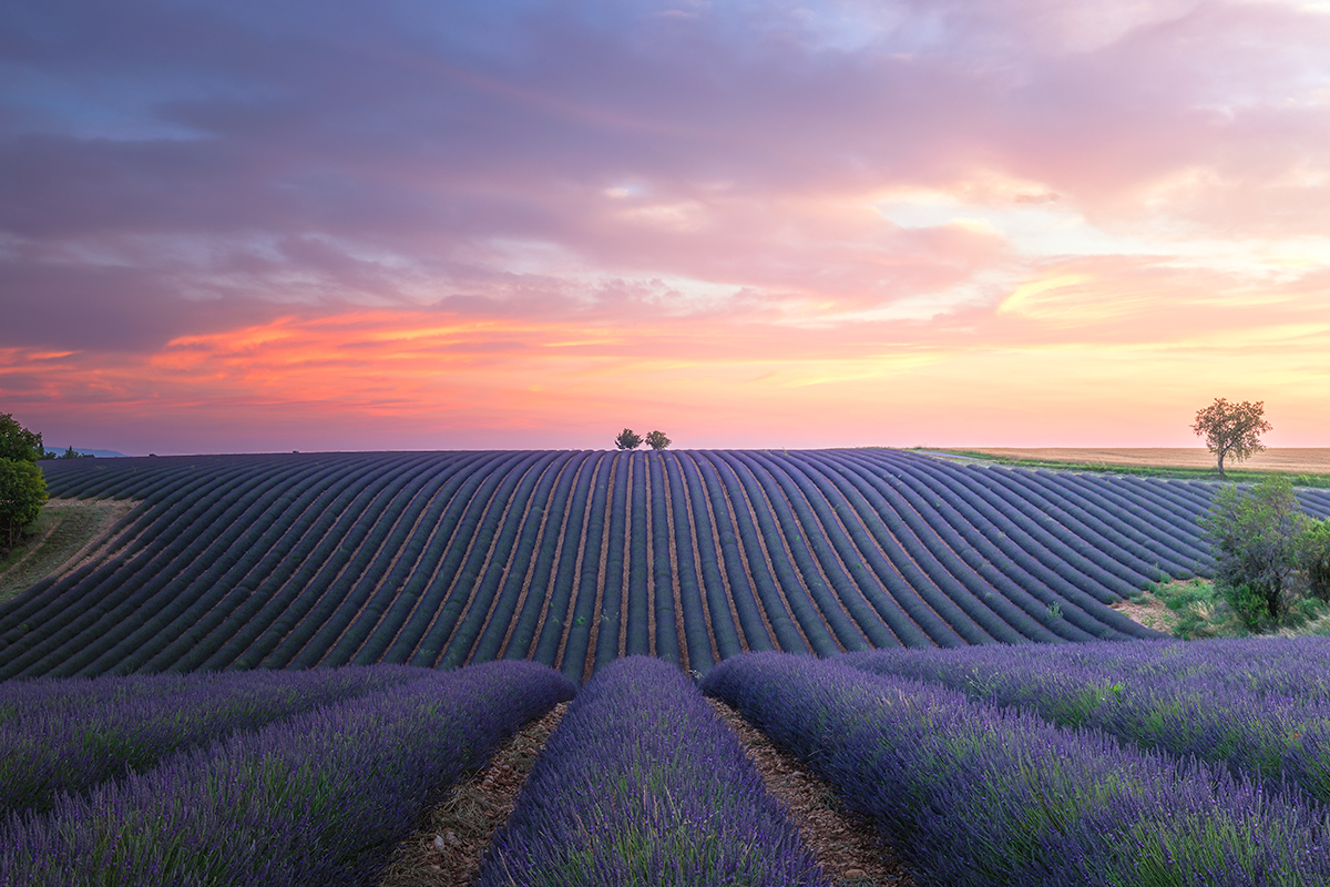 lavande-valensole-alpes-haute-provence