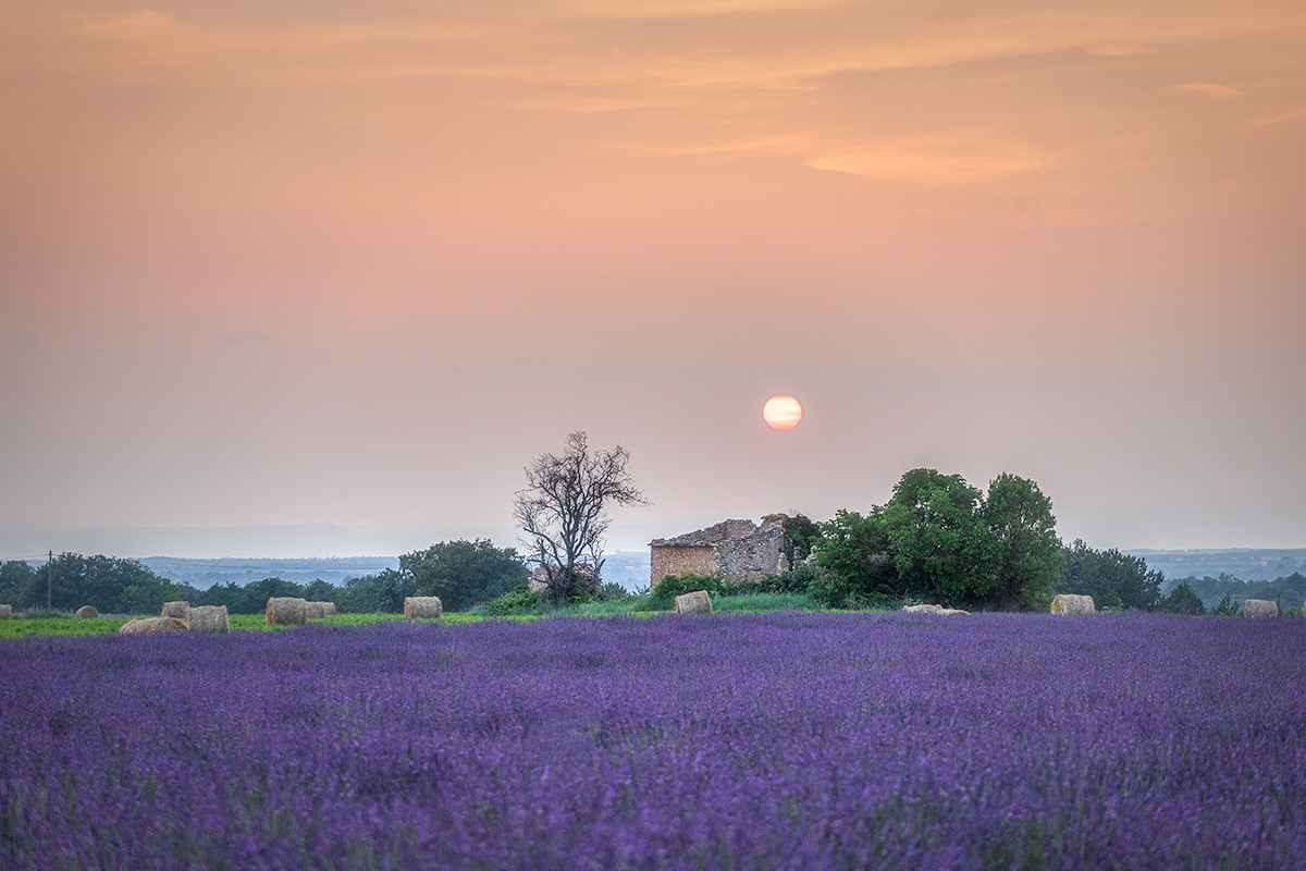 cabanon au coucher du soleil et lavande en fleurs