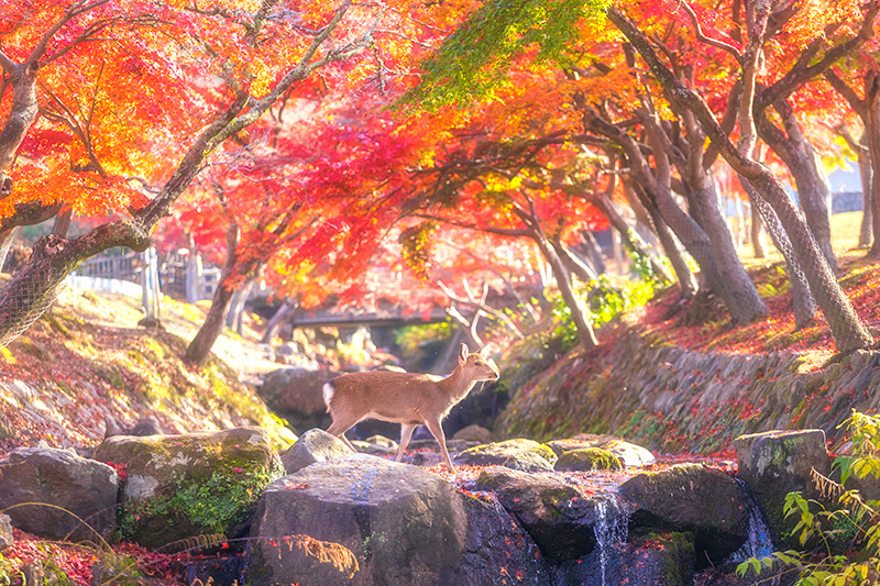Une biche au parc de Nara en automne