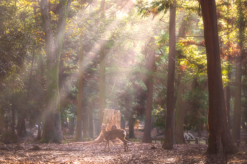 le parc de Nara au petit matin. Une biche profite des rayons du soleil.