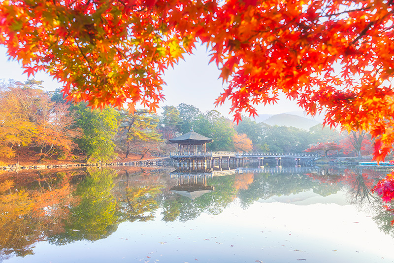 le parc de Nara au petit matin durant l'automne au Japon