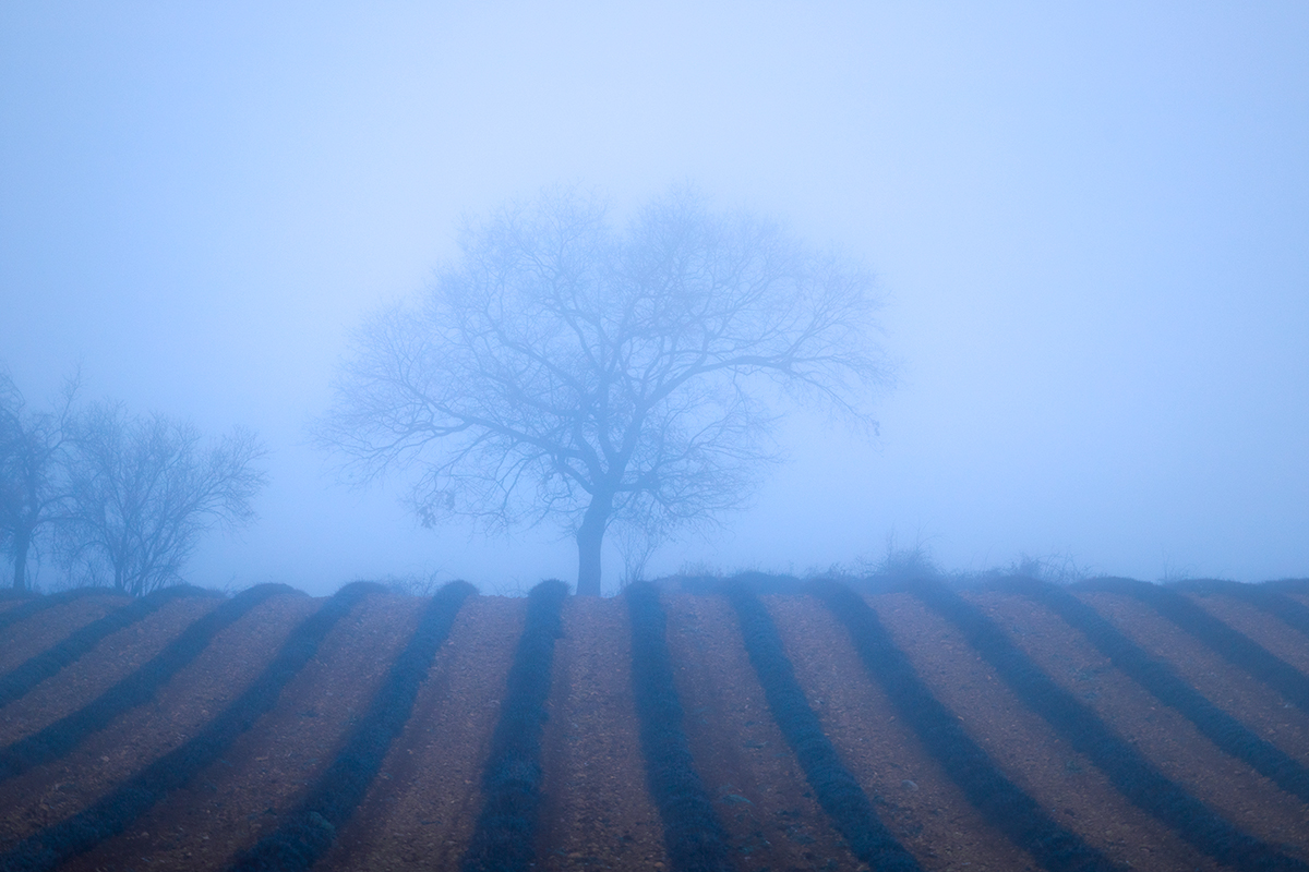 les champs de lavande dans le brouillard