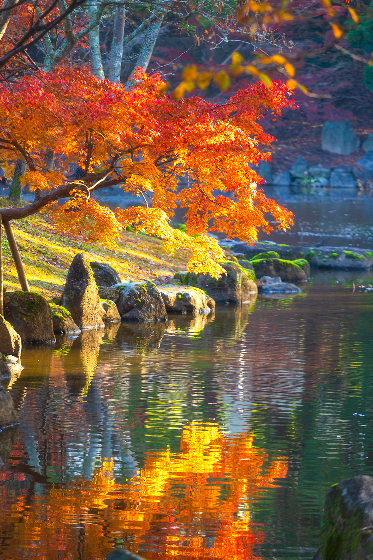 l'automne au Japon. Reflet d'un érable dans l'eau