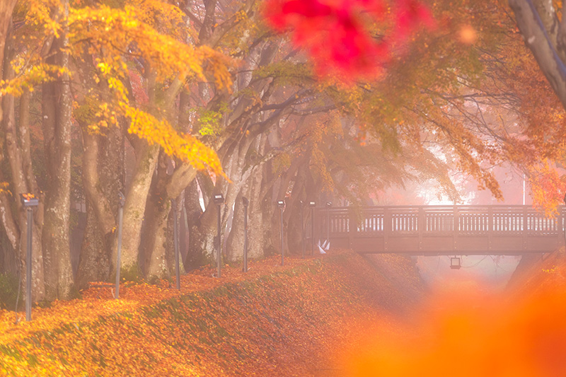 le momiji corridor pendant l'automne au japon