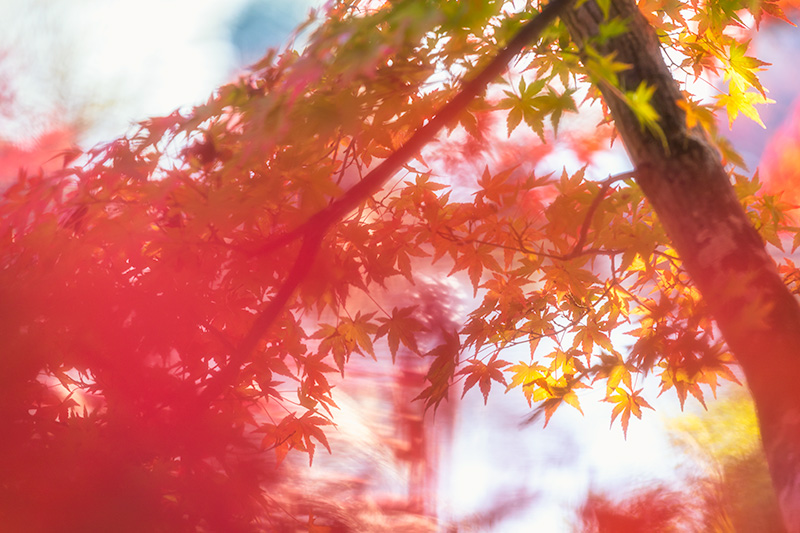 L'automne au Japon