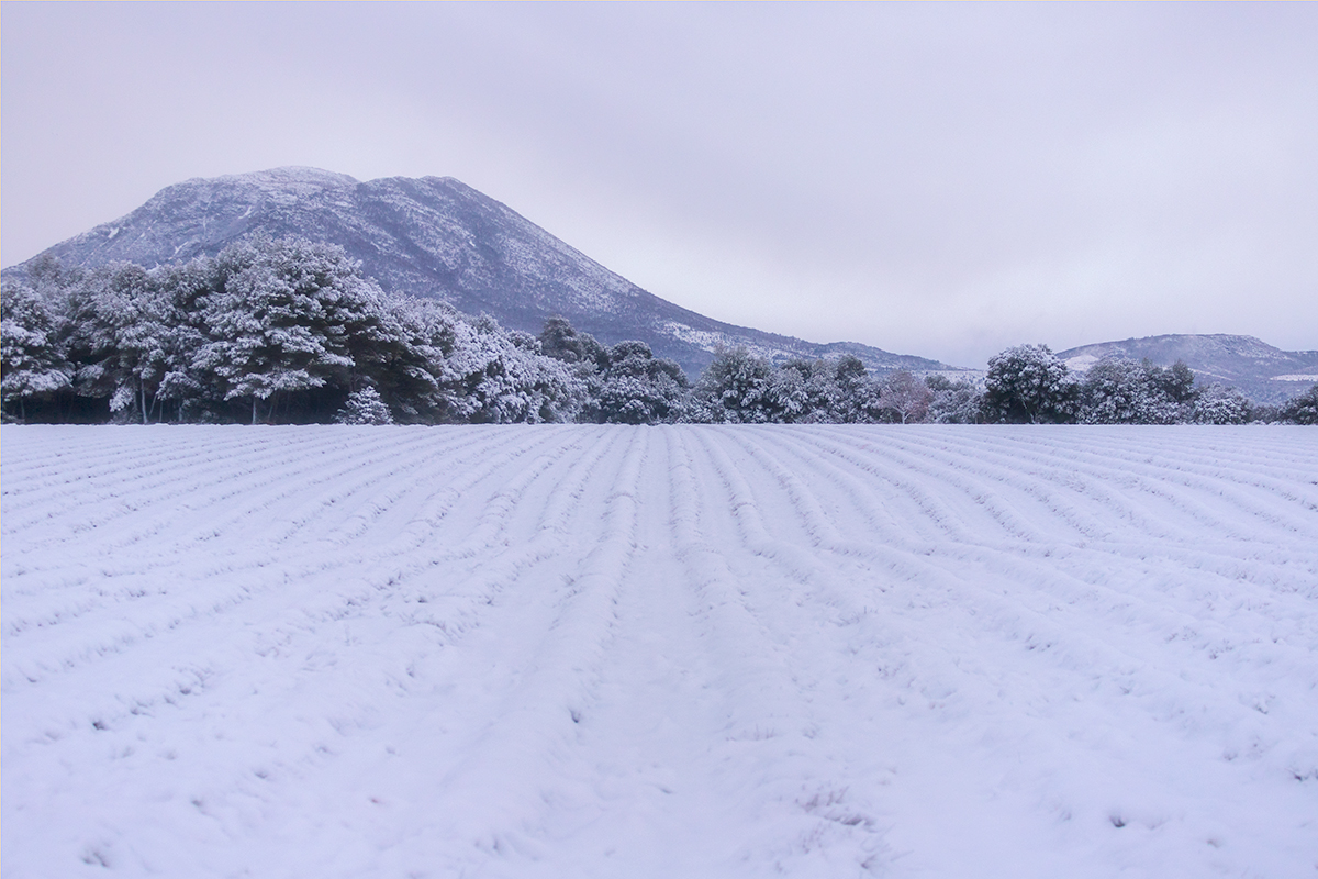 le plateau de Valensole sous la neige