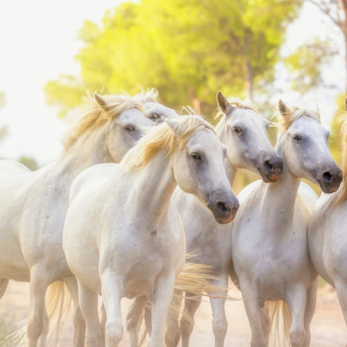 les chevaux sauvages en Camargue