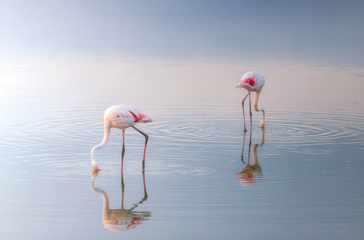 photo de deux flamants rose en train de manger dans la lagune