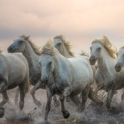 des chevaux sauvages qui galopent dans des eaux peu profondes