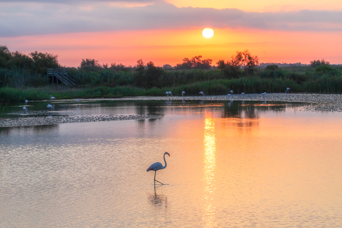 photo au lever du soleil au parc ornithologique du Pont de Gau en Camargue
