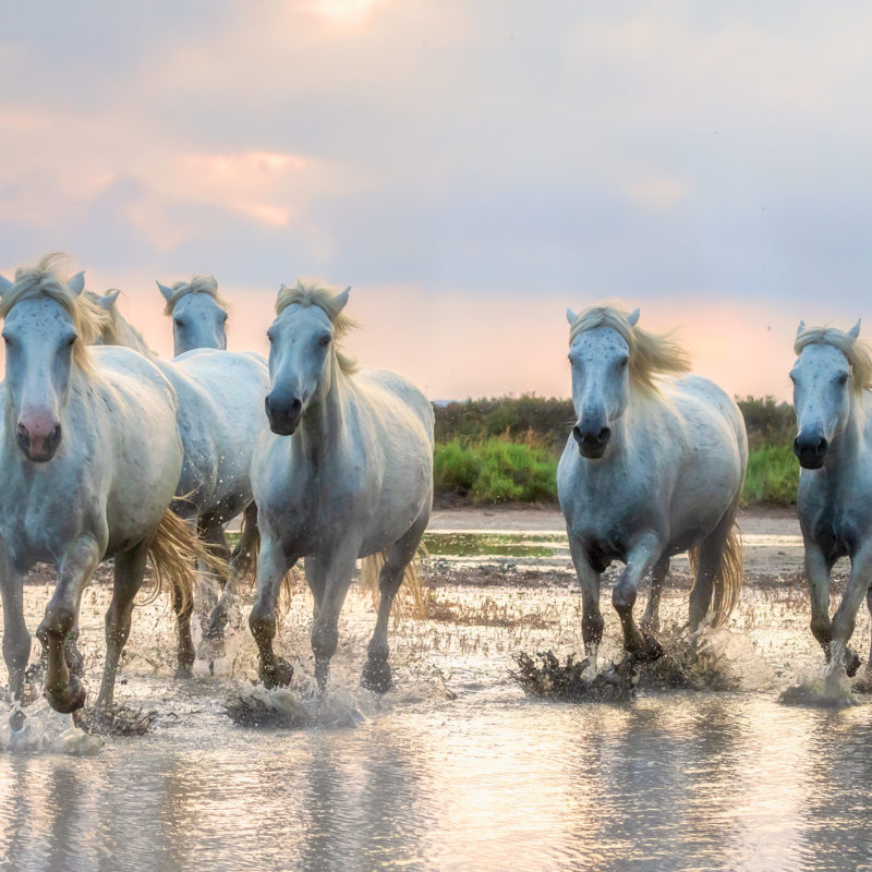 une photo de chevaux sauvages en Camargue