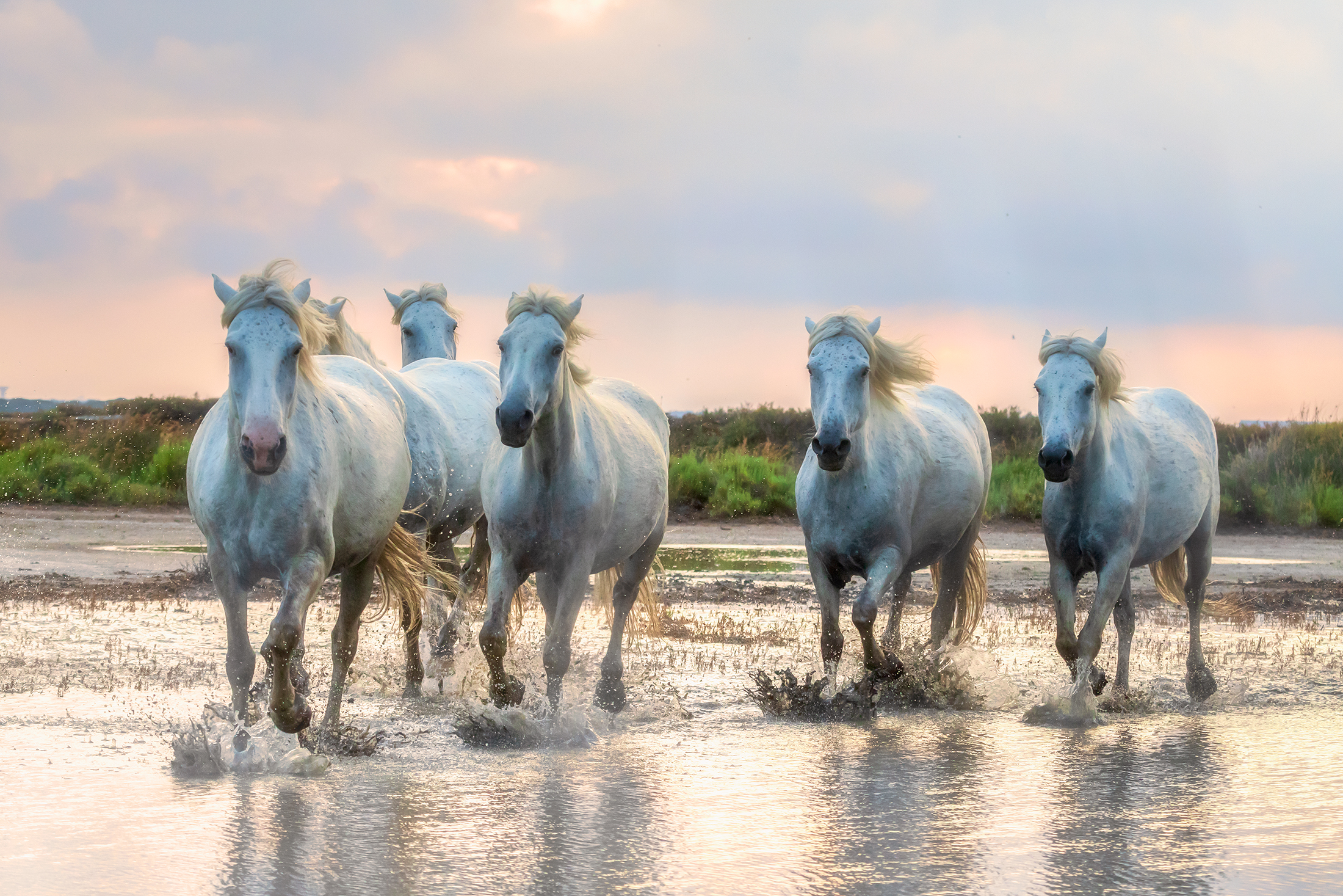 Photographier les chevaux sauvages en Camargue