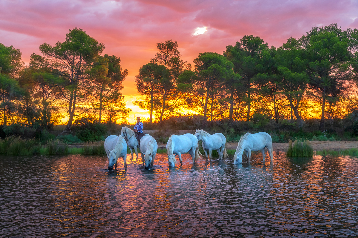 un lever de soleil magnifique pour photographier les chevaux sauvages