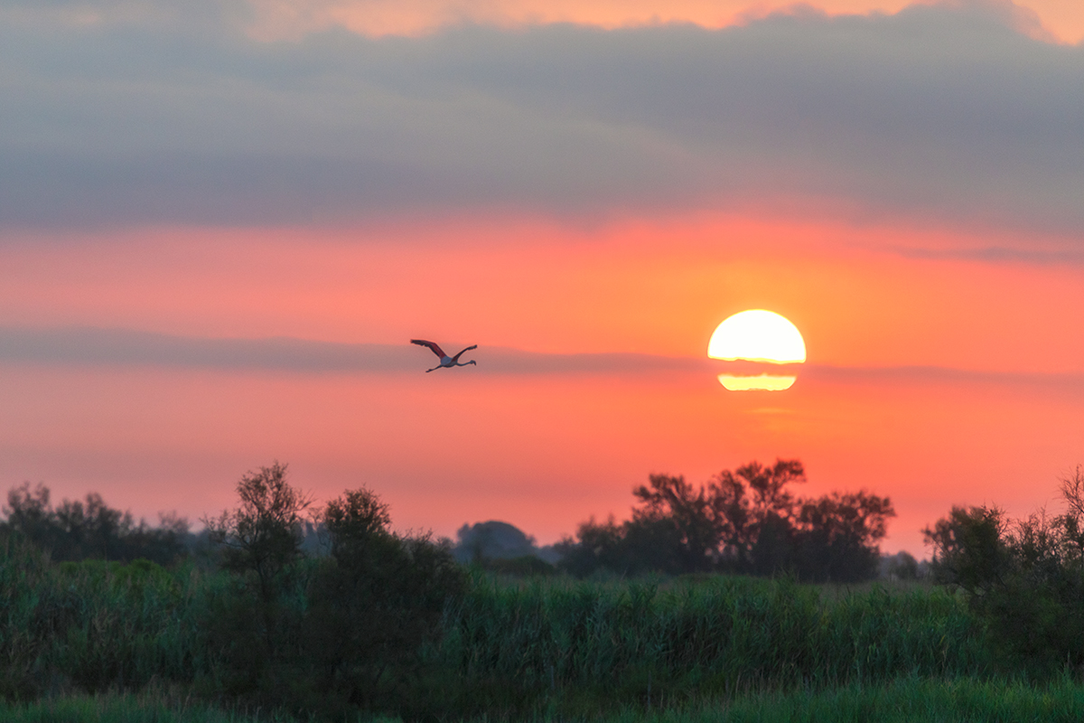 vol d'un flamant rose au lever du soleil au parc ornithologique du Pont de Gau