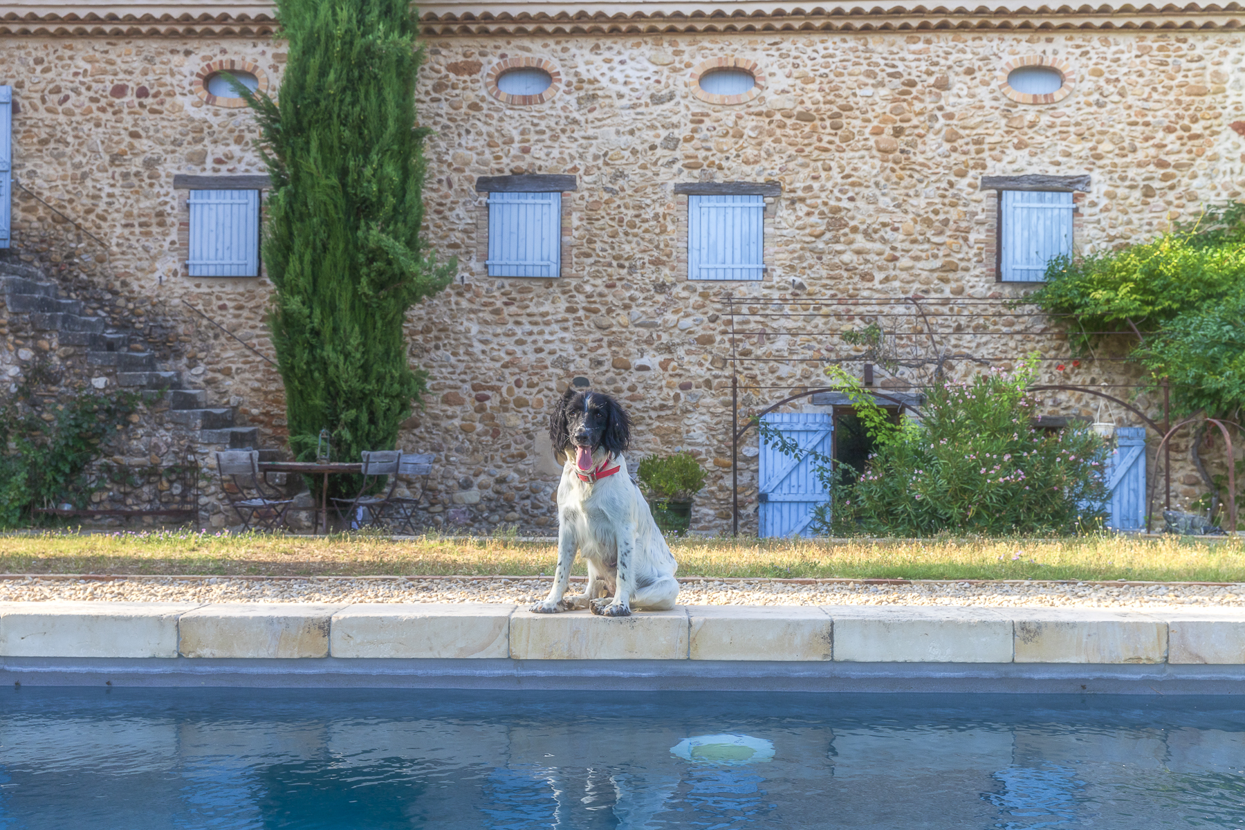 le chien du Clos Devançon