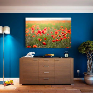 Danse de coquelicots