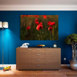 coquelicot au coucher du soleil