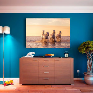 Lumière camarguaise