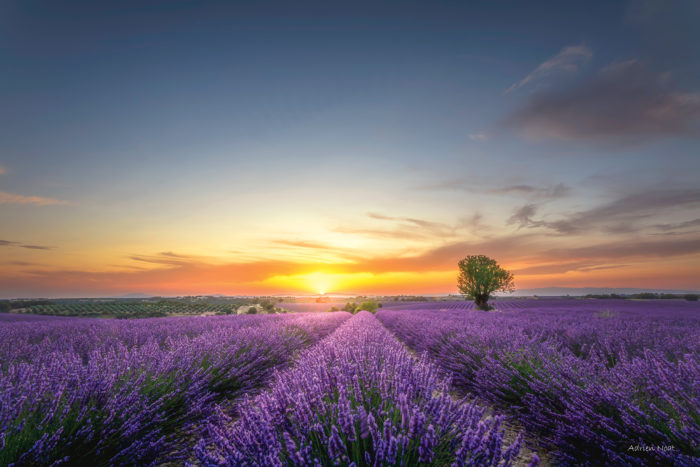 Coucher de soleil sur un champ de lavande avec un arbre isolé sur le plateau de Valensole