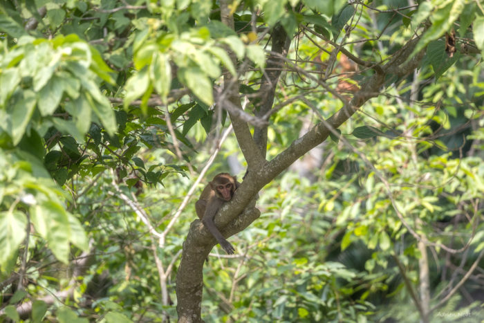 Jeune macaque rhésus perché sur une branche dans la jungle du Népal