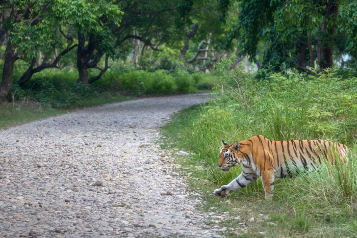 Tigre du Bengale sortant des hautes herbes pour traverser une piste au Népal