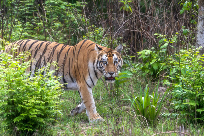 Tigre du Bengale marchant dans la jungle de Bardia au Népal