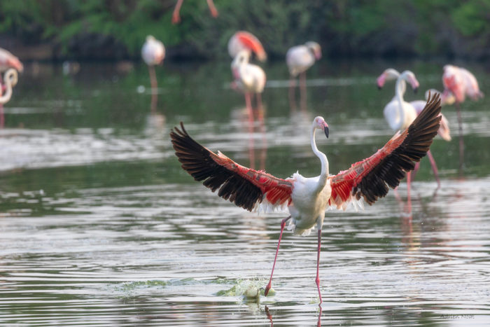 Flamant rose déployant ses ailes dans un étang en Camargue