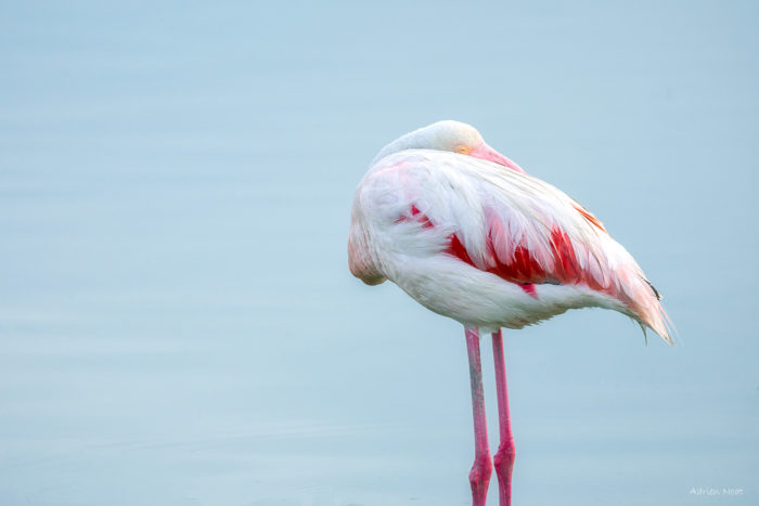 Flamant rose au repos sur une eau bleue en Camargue