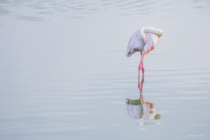 Flamant rose au repos avec son reflet dans une eau calme en Camargue