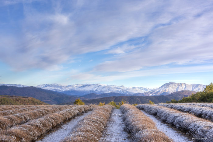 Champ de lavande en hiver sur le plateau de Valensole avec vue sur les Préalpes de Digne enneigées