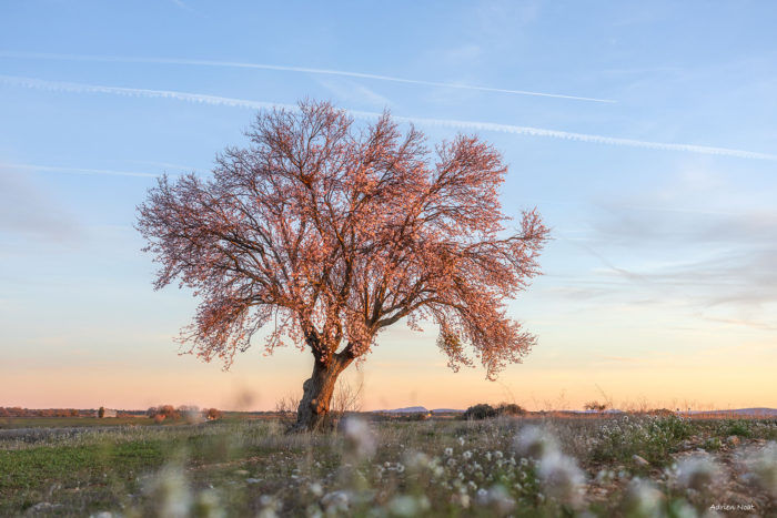 Amandier en fleurs en fin de journée sur le plateau de Valensole en Haute-Provence