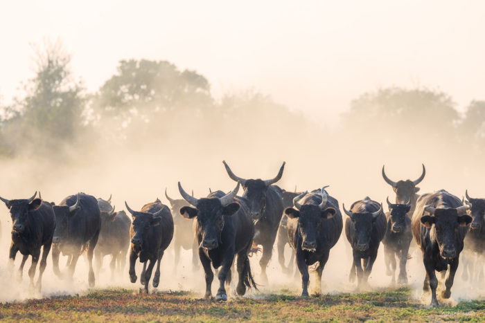 Troupeau de taureaux camarguais courant dans la poussière en Camargue