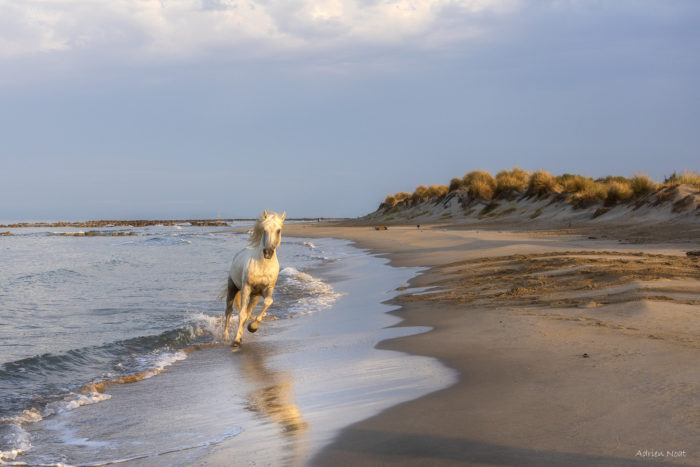 Cheval camarguais courant sur une plage au bord de la mer en Camargue