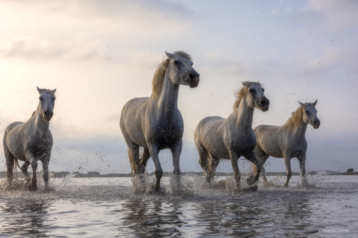 Chevaux blancs de Camargue courant dans l’eau