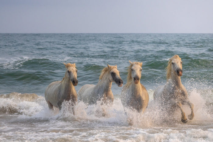 Quatre chevaux camarguais courant dans les vagues au bord de la me