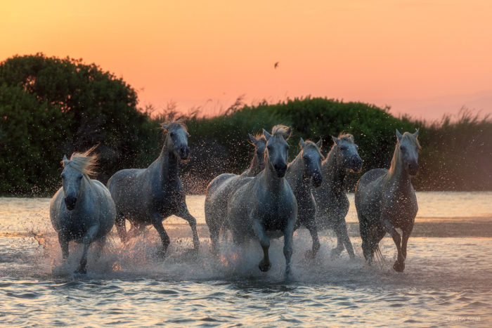 Groupe de chevaux camarguais courant dans l’eau au coucher du soleil en Camargue