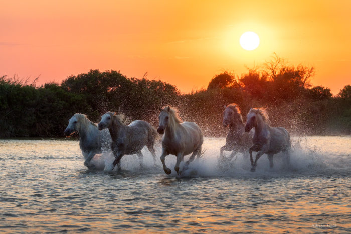 Chevaux blancs de Camargue galopant dans l’eau devant le soleil couchant