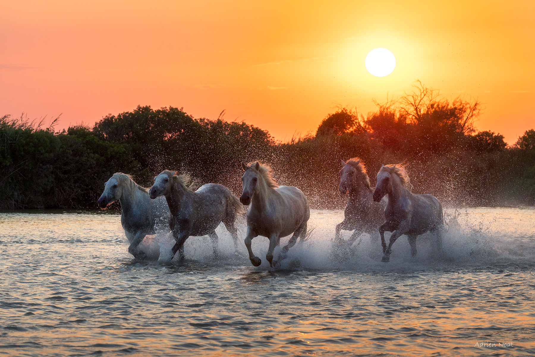 G60A6059 Chevaux blancs de Camargue galopant dans l’eau devant le soleil couchant