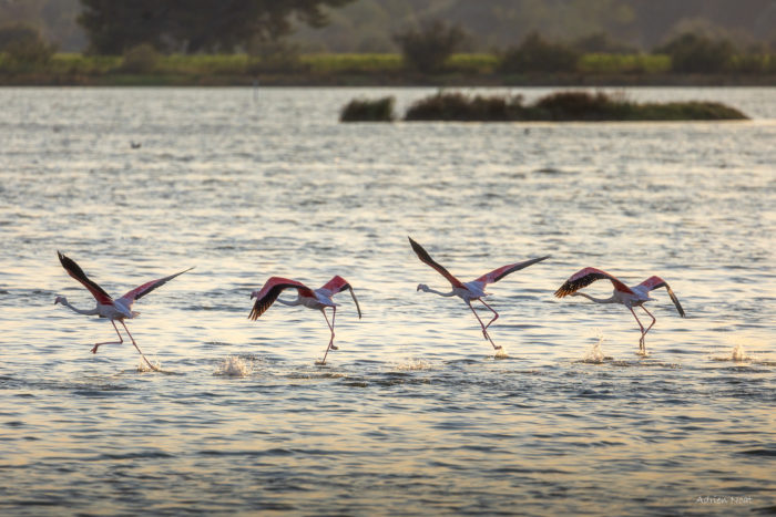 Quatre flamants roses courant sur l’eau avant leur envol en Camargue