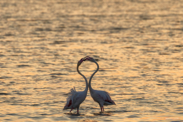 Deux flamants roses formant un cœur sur l’eau au coucher du soleil en Camargue