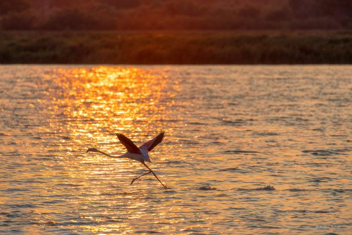 Flamant rose prenant son envol sur un étang de Camargue au coucher du soleil