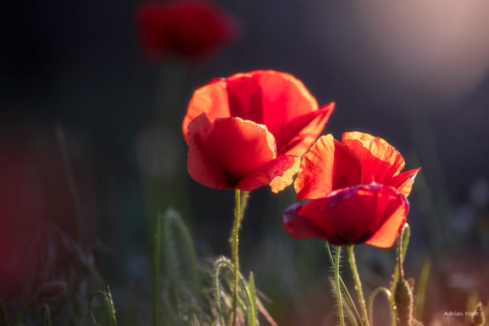 Groupe de coquelicots rouges éclairés par la lumière de fin de journée sur un fond sombre et flou
