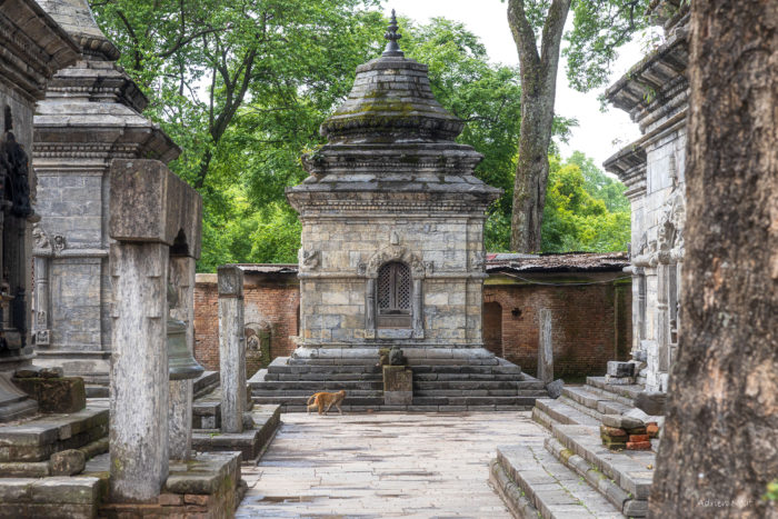 Macaque rhésus marchant entre les sanctuaires de Pashupatinath à Katmandou